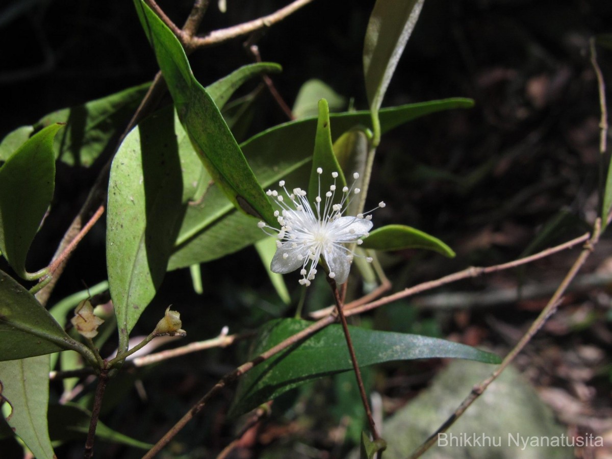 Eugenia roxburghii DC.